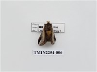 藏品(臺劍舟蛾)的圖片